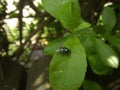 Green flies perched on the leaves of the beluntas, taking shelter under the hot sun