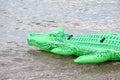 Green floater crocodile Royalty Free Stock Photo