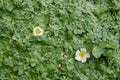 Common Duckweed and Common Water-crowfood