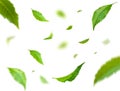 Green Floating Leaves Flying Leaves Green Leaf Dancing, Air Purifier Atmosphere Simple Main Picture Royalty Free Stock Photo