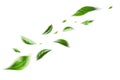 Green Floating Leaves Flying Leaves Green Leaf Dancing, Air Purifier Atmosphere Simple Main Picture Royalty Free Stock Photo