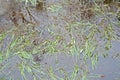 green floating sweet-grass in a pool with ice - Glyceria fluitans