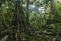 Green rainforest landscape, responsible and sustainable eco tourism in the jungle, Bolivia Royalty Free Stock Photo