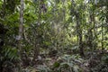 Green rainforest landscape, responsible and sustainable eco tourism in the jungle, Bolivia Royalty Free Stock Photo