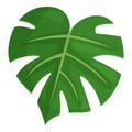 Green flora icon cartoon vector. Jungle plant