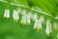 Green floral background. Eurasian Solomon`s seal plant Polygonatum multiflorum with flowers and green leaves