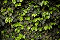 Green floral background or texture. Green ivy plant hedge. Alternating light green and dark green ivy leaves