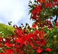 Green floral buds and colorful flowers of flamboyan tree Royalty Free Stock Photo