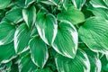 Green Floral Hosta leaves background of ornamental plant for landscaping park and garden design Royalty Free Stock Photo