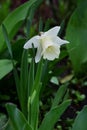 Green floral image with accent white flower, huge daffodil closeup (garden decorative plant
