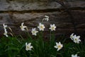 Wild daffodils flowerbed closeup on the wood board background