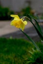 Green floral image with giant accent yellow flower, huge daffodil closeup (garden decorative plant