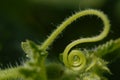 Green floral tendril