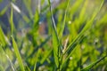 Green floral vegetative background from natural shoots of reeds Royalty Free Stock Photo