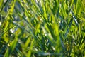 Green floral vegetative background from natural shoots of reeds Royalty Free Stock Photo