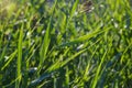 Green floral vegetative background from natural shoots of reeds Royalty Free Stock Photo