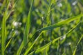 Green floral vegetative background from natural shoots of reeds Royalty Free Stock Photo