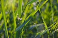 Green floral vegetative background from natural shoots of reeds Royalty Free Stock Photo