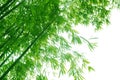 Green flourish bamboo foliage