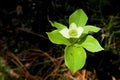 Green Flower