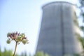 green flower on the background of the CHP chimney Royalty Free Stock Photo