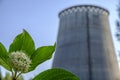 green flower on the background of the CHP chimney Royalty Free Stock Photo