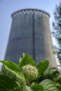 green flower on the background of the CHP chimney Royalty Free Stock Photo