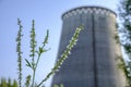 green flower on the background of the CHP chimney Royalty Free Stock Photo