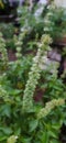 Green Flower Basil Tree