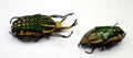 Green flower beetles from Congo Chelorrhyna polyphemus male and female isolated. Cetoniidae. Scarabaeidae. Collection beetles.