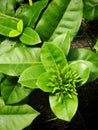 Green Flower Bud Cluster Emerging from Leaves Royalty Free Stock Photo