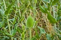 green flower bud of a teasel Royalty Free Stock Photo