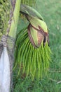 Green flower buds, areca catechu tree Royalty Free Stock Photo