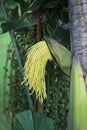 Green flower buds, areca catechu tree Royalty Free Stock Photo