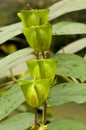 Green flower buds