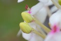 Flower bud, background, macro photographs Royalty Free Stock Photo