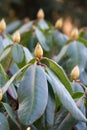 Green flower buds rhododendron.