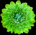 Green flower chrysanthemum on the black isolated background with clipping path. Close-up. Flowers on the stem. Royalty Free Stock Photo