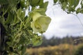 Green flower of cobaea scandens f. alba