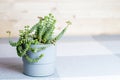 Green flower, Crassula Nealeana, succulent in a grey pot, home interior decoration concept, simple textile background, minimalism