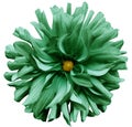 Green flower dahlia on a white background isolated with clipping path. Closeup. shaggy flower for design.