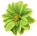 Green flower dahlia, white isolated background with clipping path. Closeup. no shadows. yellow center. side view. for design. Royalty Free Stock Photo