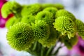 green flower detail crisantemo