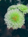 beautiful green flower image closeup shot in a garden