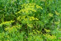 Green flower, dill umbrella on the background of grass in the garden