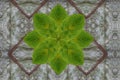 Green flower on dry Leaf pattern