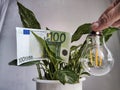 A green flower, euro paper banknotes and an energy-saving lamp. The concept of cost savings and economy, natural energy Royalty Free Stock Photo