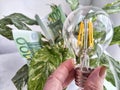 A green flower, euro paper banknotes and an energy-saving lamp. The concept of cost savings and economy, natural energy Royalty Free Stock Photo