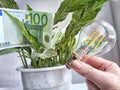 A green flower, euro paper banknotes and an energy-saving lamp. The concept of cost savings and economy, natural energy Royalty Free Stock Photo