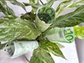 The green flower and euro paper banknotes grow like leaves. The concept of natural energy sources, renewable resources Royalty Free Stock Photo